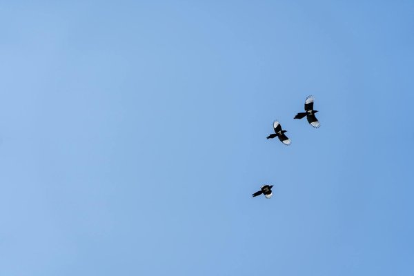 Les Alliés Indispensables : Suppléments Minceur et Régime Alimentaire